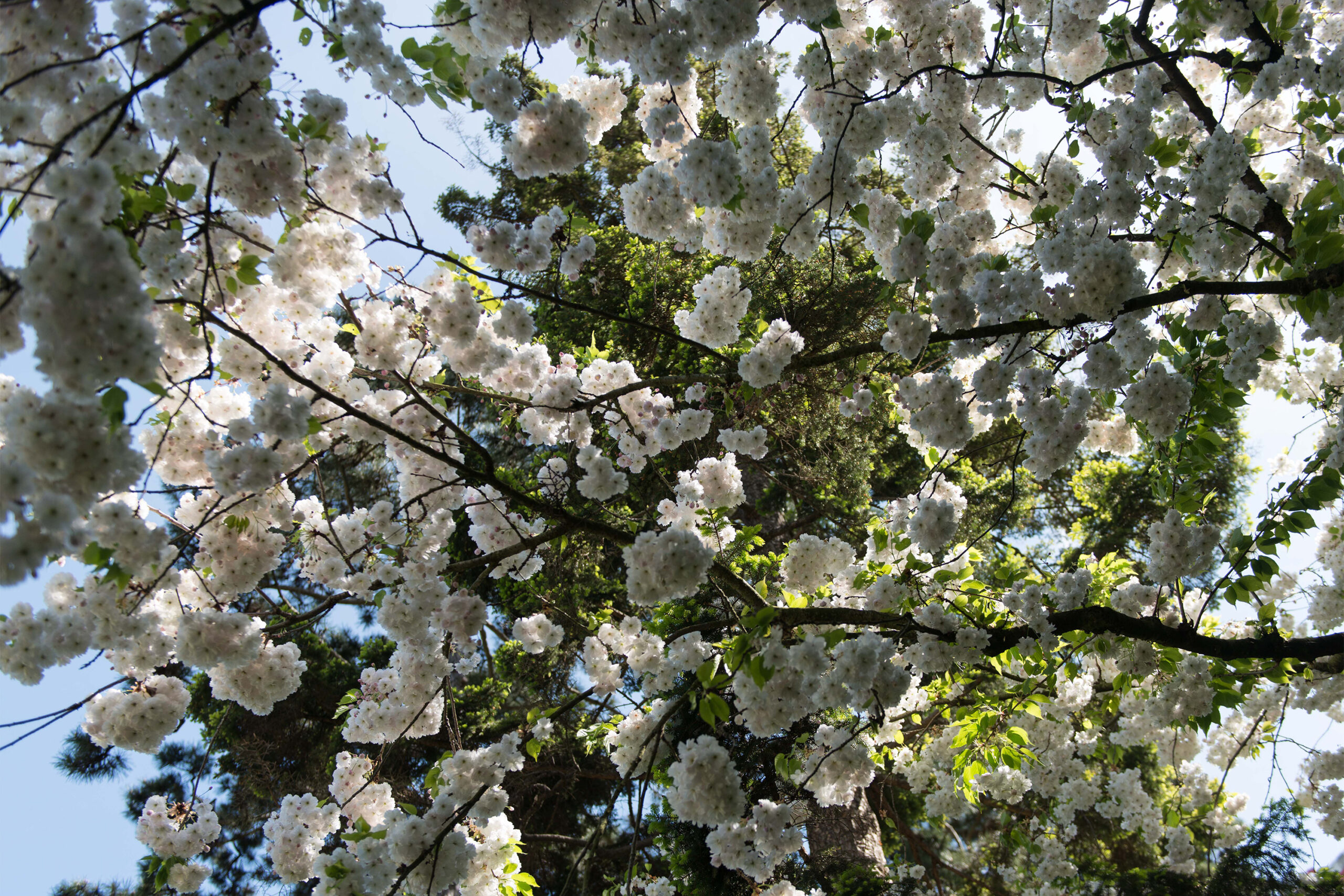 Les arbres japonais Les arbres japonais