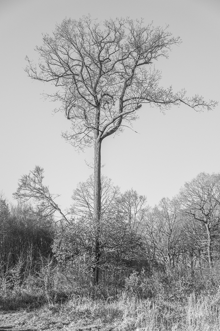 siuneimage-helene-mauri-laredj